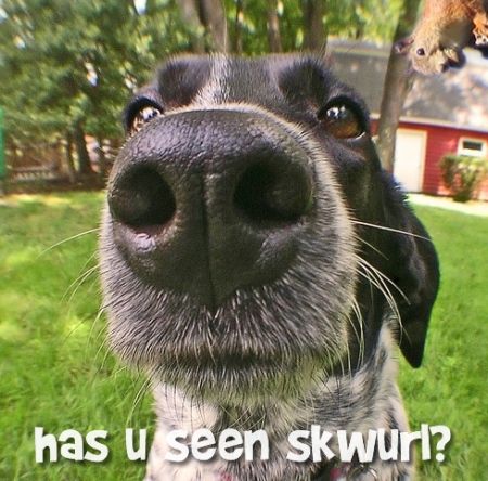 has u seen skwurl?